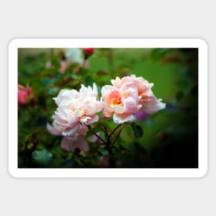 Rose Garden Sticker
